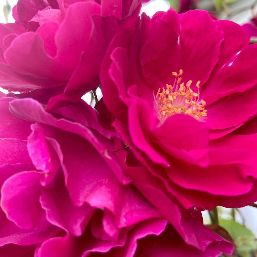 Meet your Posher, Lina